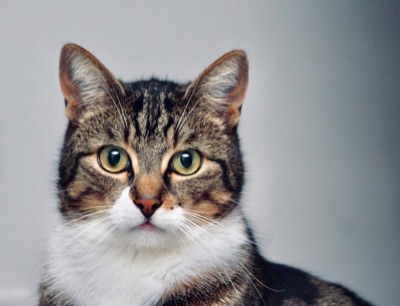 Champú para gatos: cuál usar sin dañar su piel