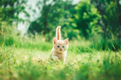 Gato maúlla en el arenero: por qué y qué hacer