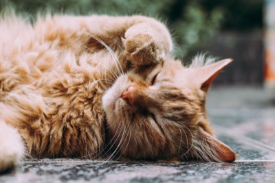 Gato orina fuera del arenero: Causas y soluciones