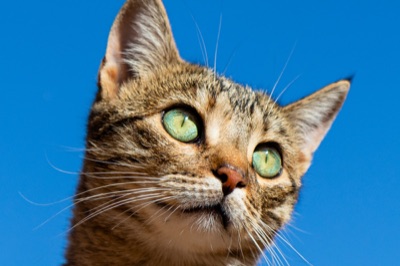Mejor arenero para gatos grandes: 6 de 2026