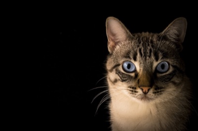 Areneros para gatos senior con entrada baja
