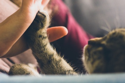 Cómo limpiar orejas y oídos del gato