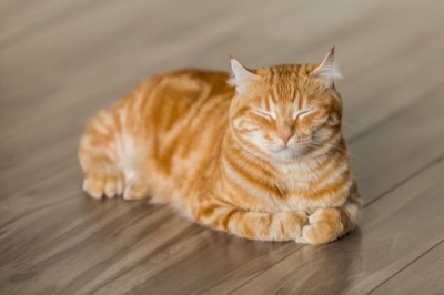 Limpieza dental de gatos: cómo hacerlo en casa