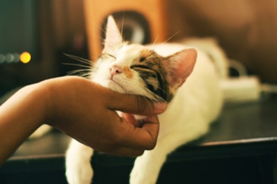 Arena de tofu para gatos: ventajas y opiniones