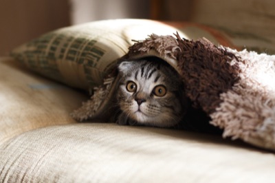 Mi gato no usa el arenero automático: 5 causas