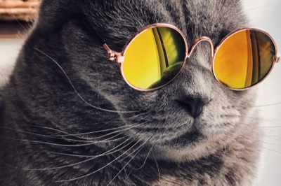 Carbón activo para olor a gato: cómo usarlo