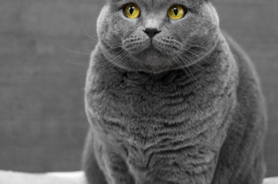 Limpiador enzimático para olor de gato (guía)