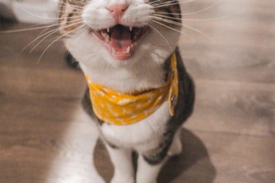Cómo cepillar un gato de pelo corto