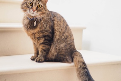 Cepillo para gatos: 4 mejores de 2026