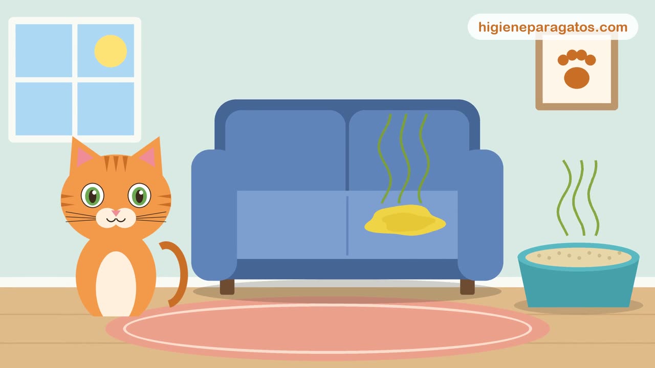 Vídeo: qué eliminador de olor de gato usar en cada caso